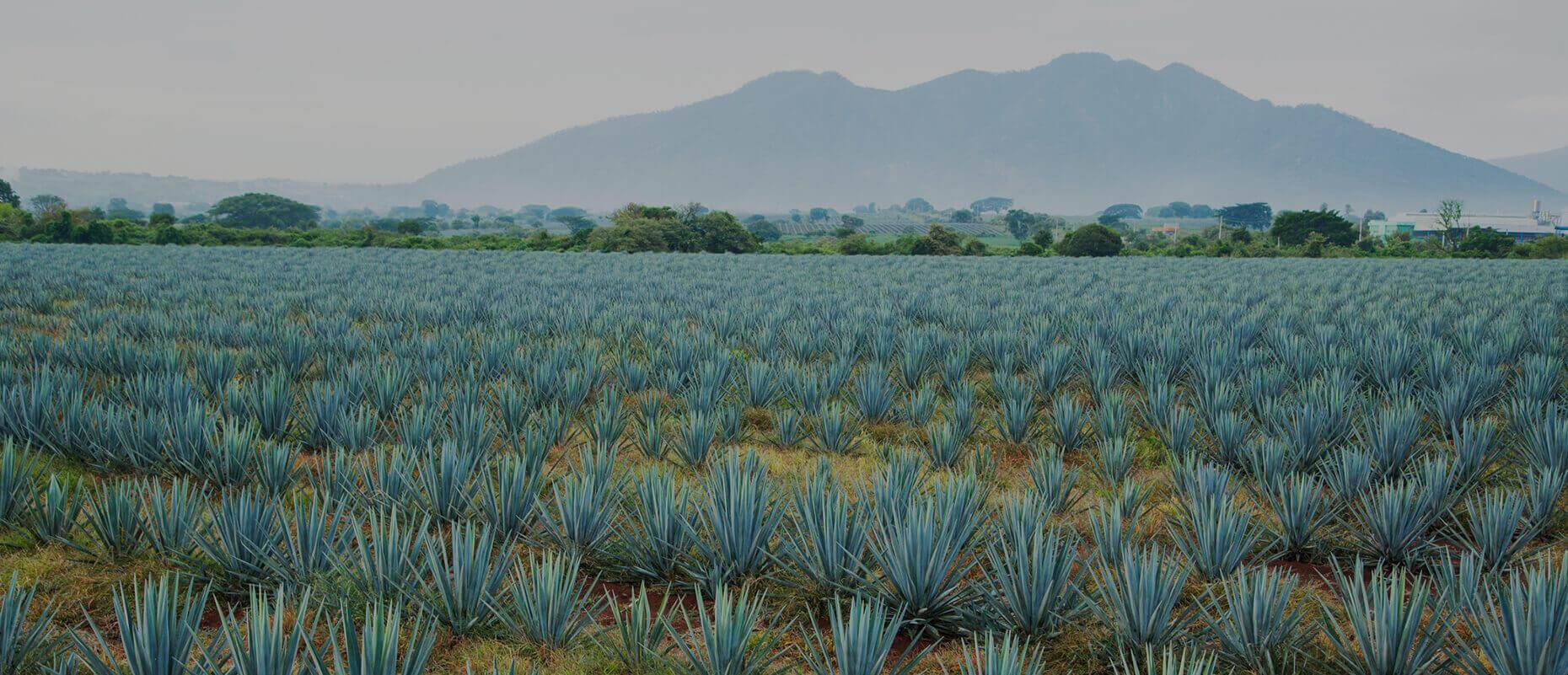 organic agave nectar