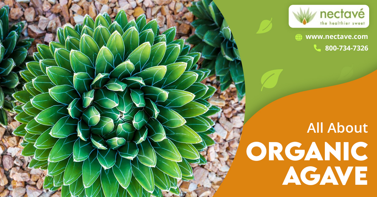 All about Organic Agave